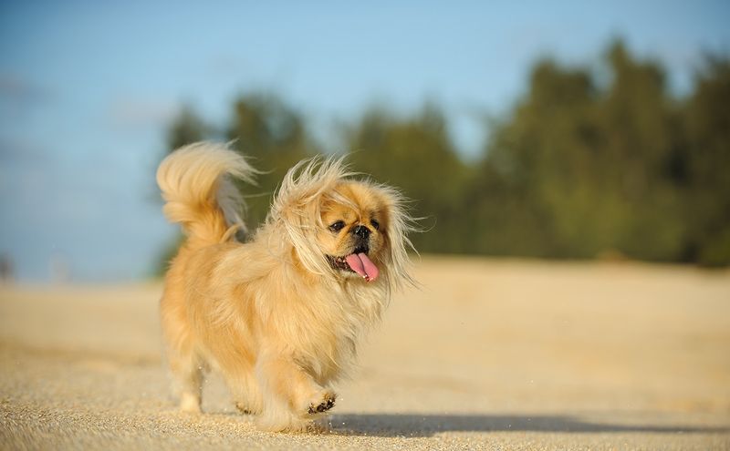 Pekingese: Coat Care Catastrophe