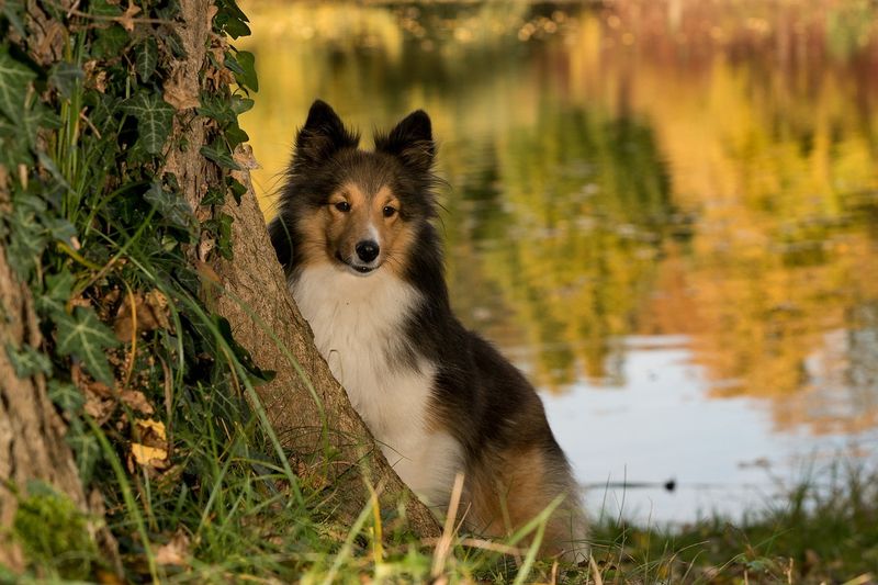 Shelties: Small Dogs With Big Sound Sensitivities
