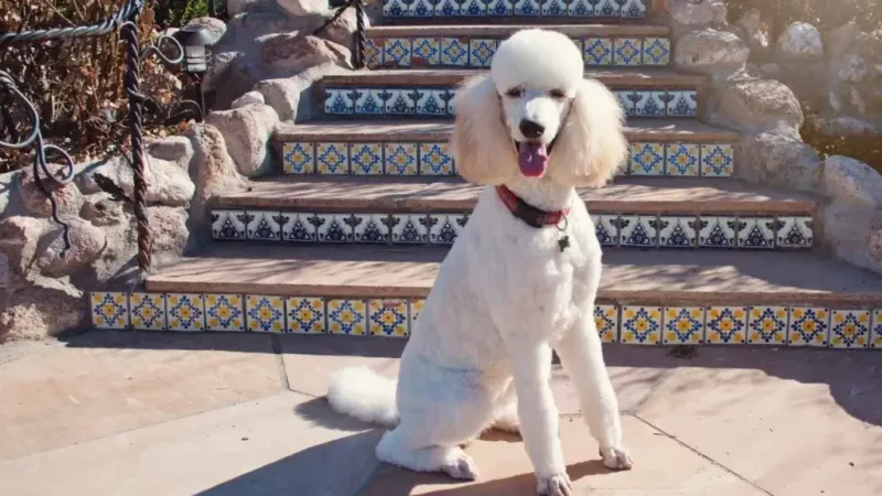 Poodles: The Perfectionists' Burden