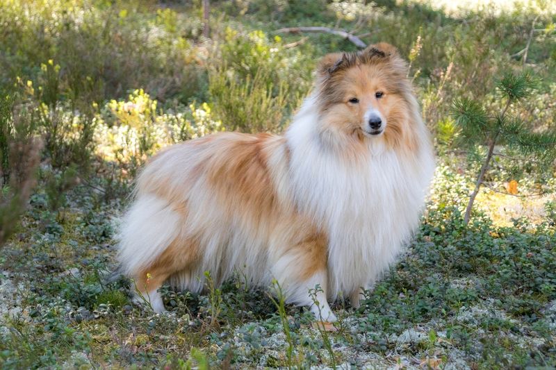 Shetland Sheepdogs: Noise-Phobic Herders