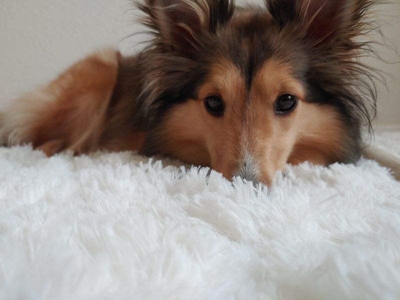Shelties Take Storm Anxiety To Heart
