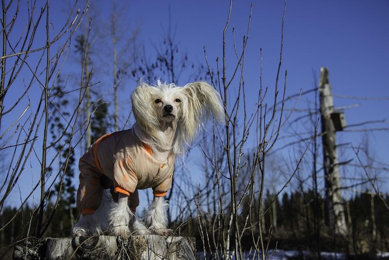 Chinese Crested: Nature's Winter Fashion Disaster