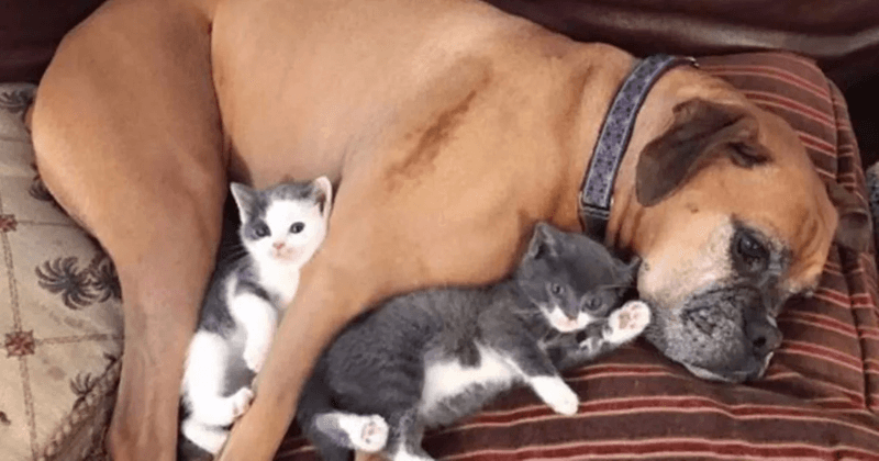 Boxers: Playful Cat Protectors
