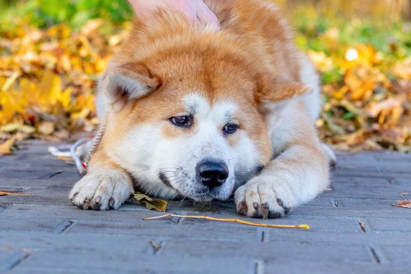 Akitas: Dignified Guardians With Strong Opinions