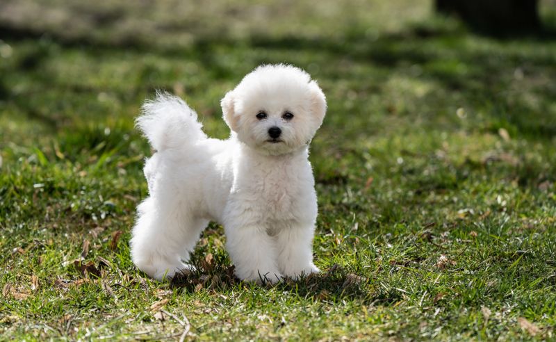 Bichon Frise: Hypoallergenic Bundles Of Joy