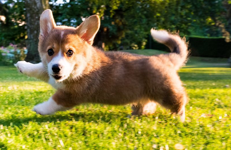 Pembroke Welsh Corgis: Energetic Small-Space Dwellers
