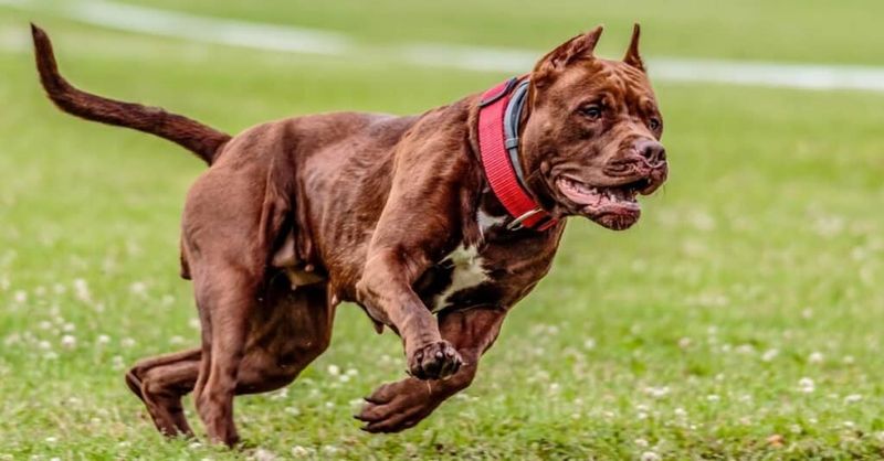 Pit Bull Terriers