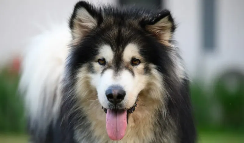 Alaskan Malamutes