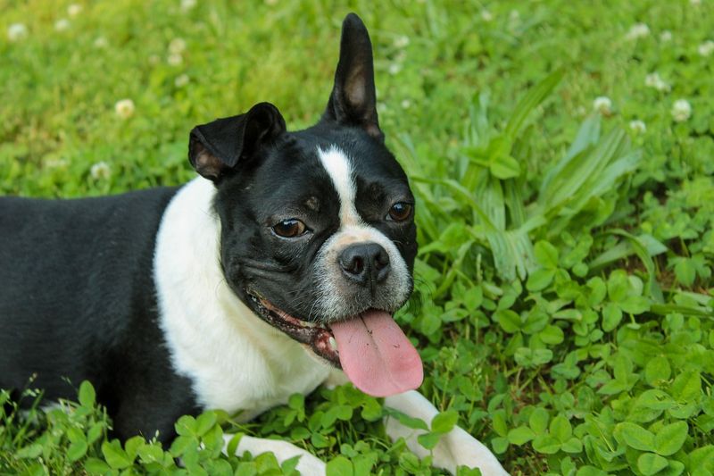 Beaming Boston Terriers