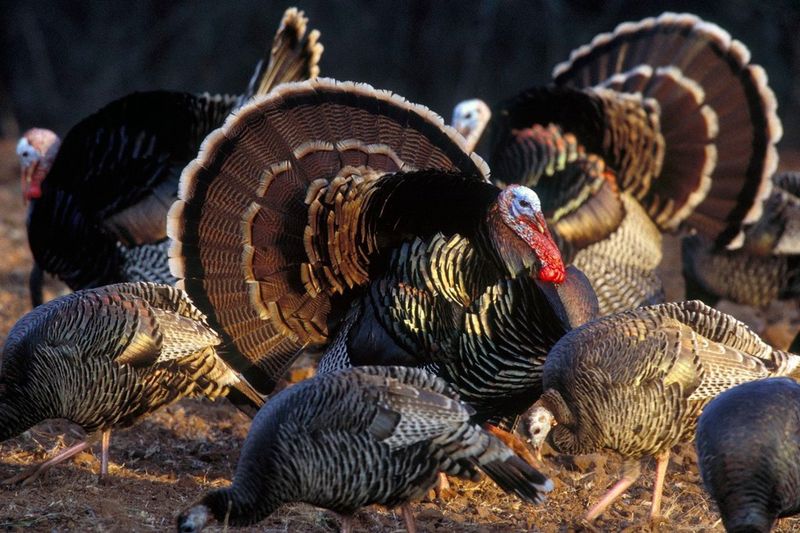 Seasonal Diet Shifts