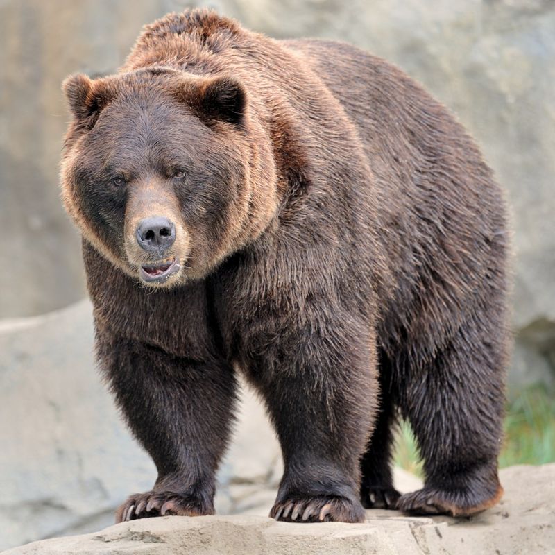 The Last Texas Grizzly Was Killed Over A Century Ago