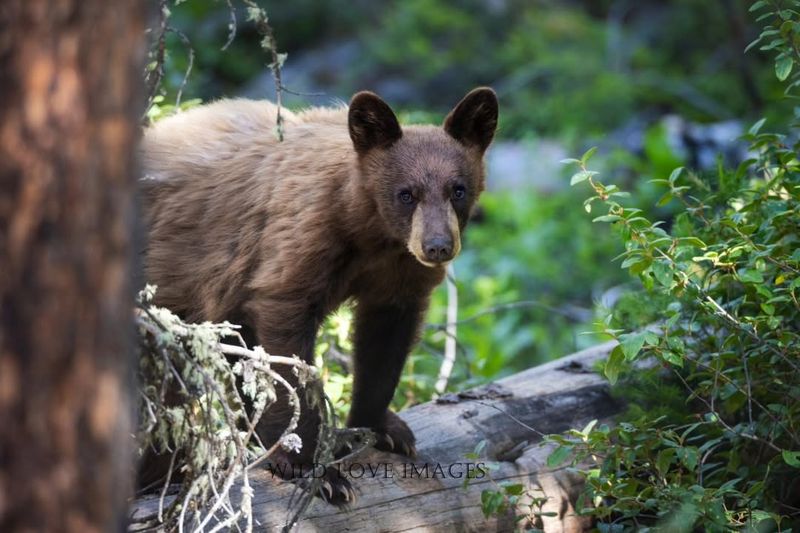 American Black Bear