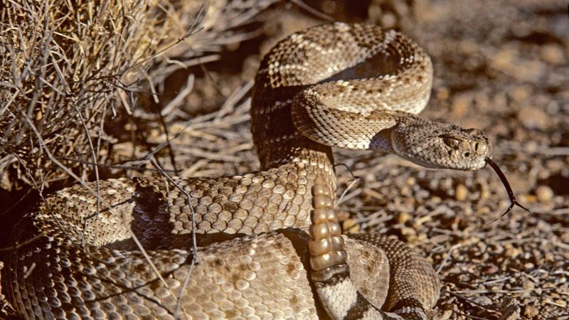 Rattlesnake Strike During Desert Hike