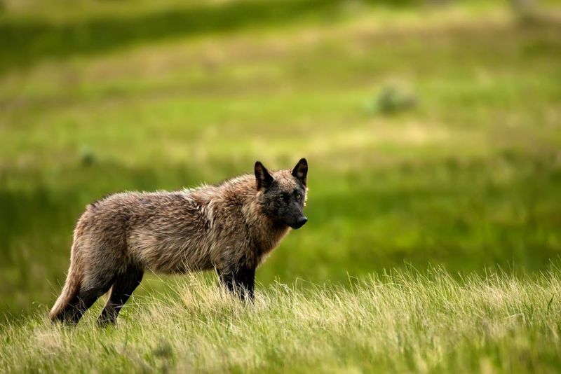 Gray Wolves – The Comeback Kings