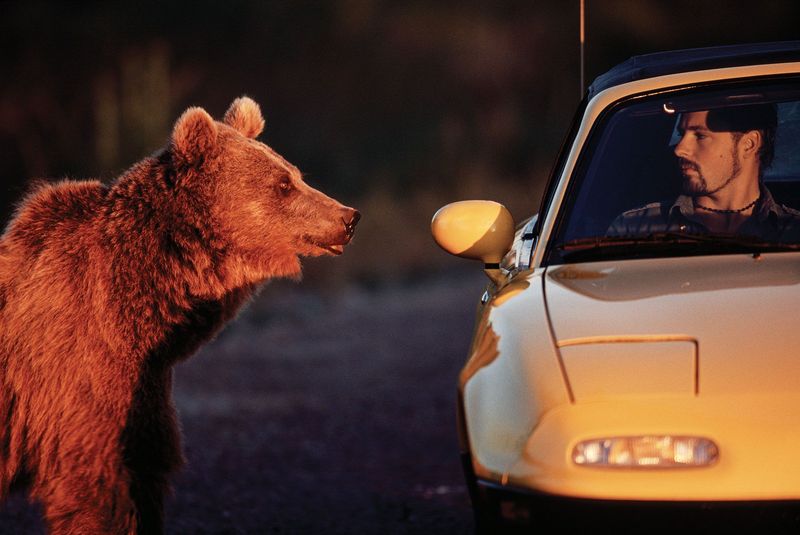 Grizzly Bears Can Weigh As Much As A Small Car