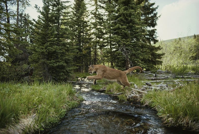 Mountain Lions