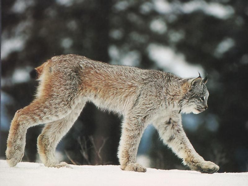 Lynx-Bobcat Hybrids Expand Northern Range