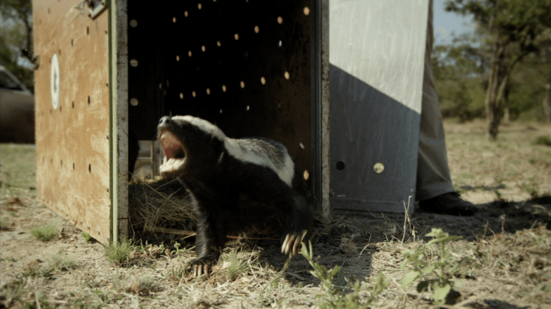 Honey Badger's Fearless Ferocity