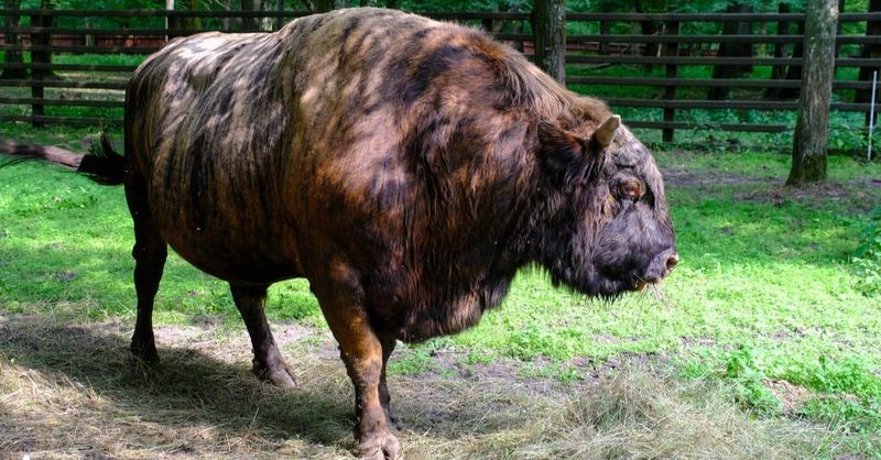 Beefalo 