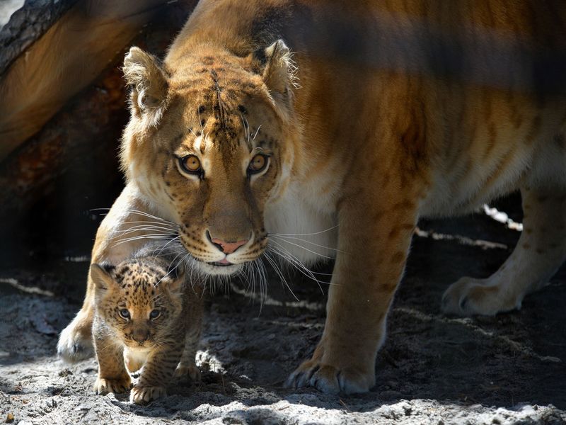 Ligers