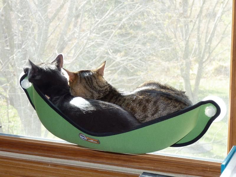 Window Perch