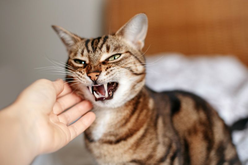 A Decrease In Defensive Behavior