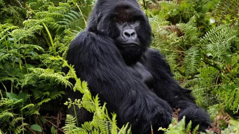 Silverbacks Maintain Group Harmony