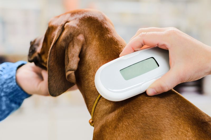Importance Of Microchipping