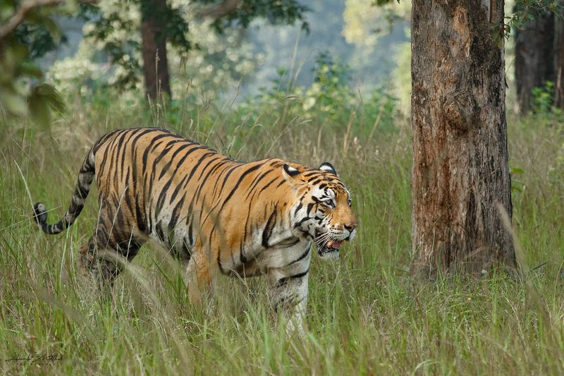 Poaching Threat