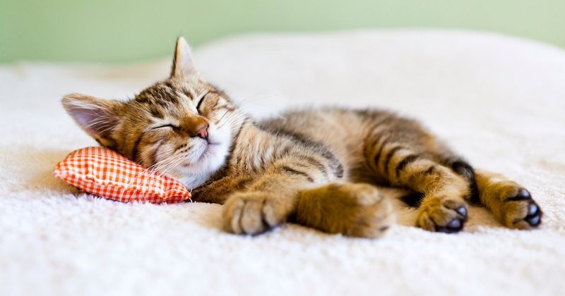 Sleeping Vulnerability Position