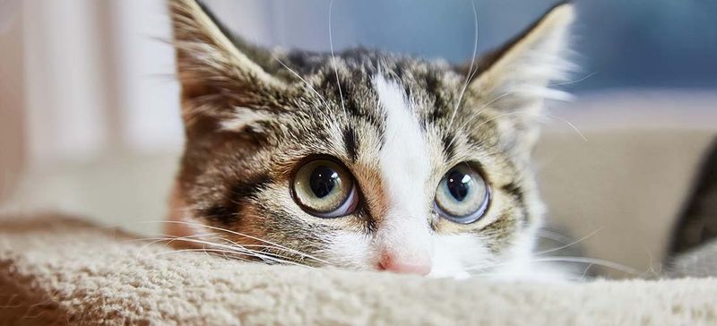 Seeks You Out When Scared