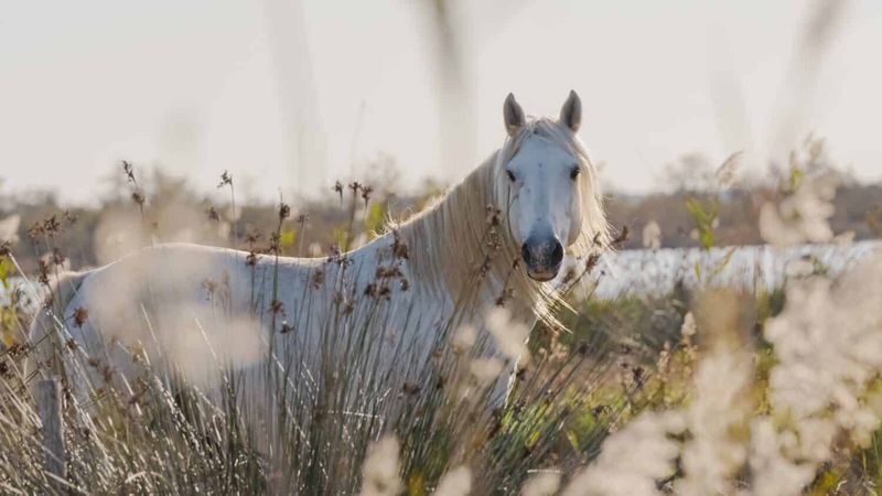 Redefining Our Relationship With Horses