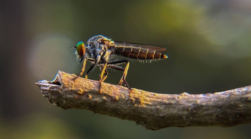 Robber Flies: Aerial Assassins In Disguise