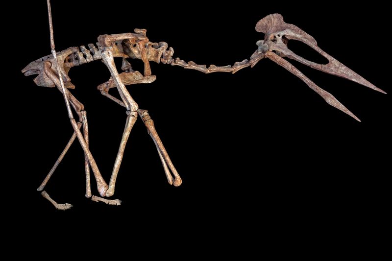 Neoazhdarchians Had Long Legs And Big Footprints