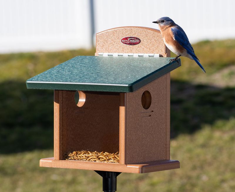 Mealworm Feeders: Bluebird Favorites