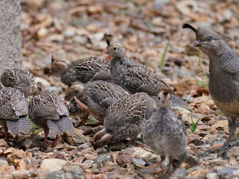 How Ground-Nesting Birds Adapt To Their Environment