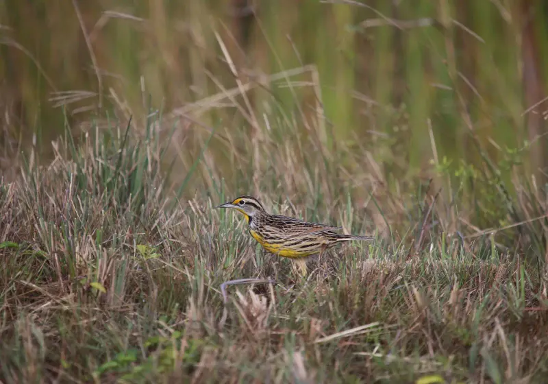The Role Of Ground-Nesting Birds In Ecosystems