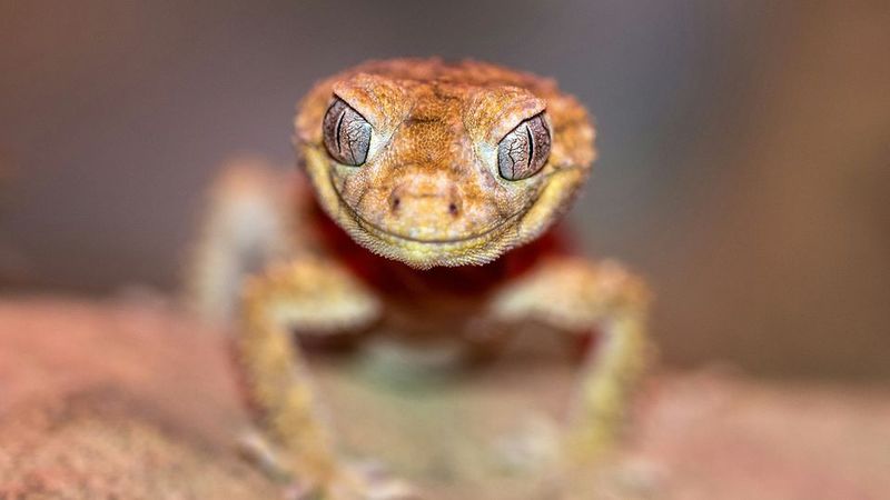 Evolutionary Assumptions Now Under Fire