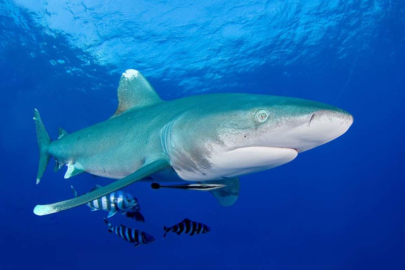 Sharks – Apex Predators On The Edge