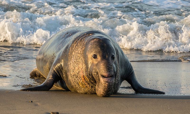 Elephant Seals: Deep-Diving Memory Champions