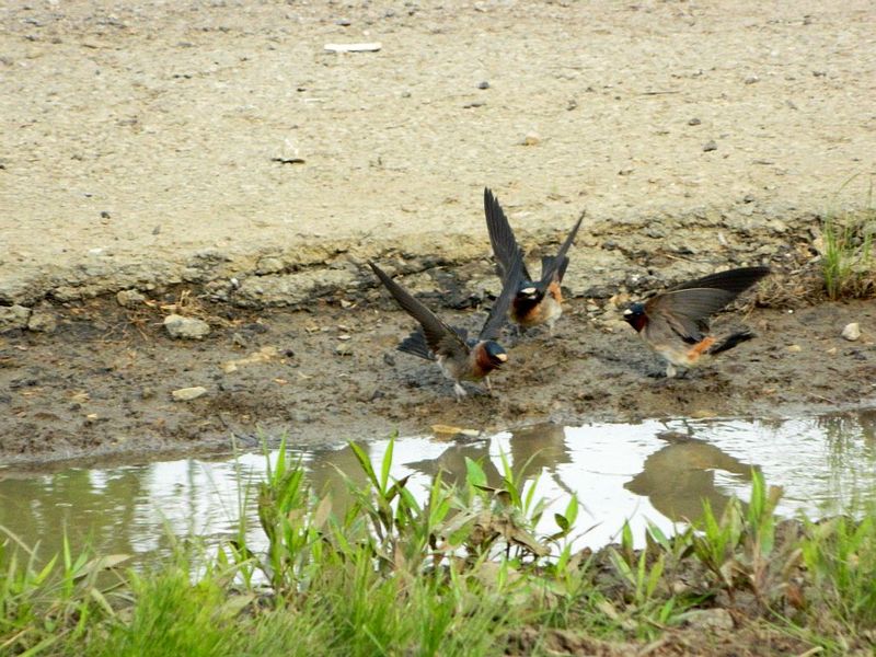 Create Mud Puddles