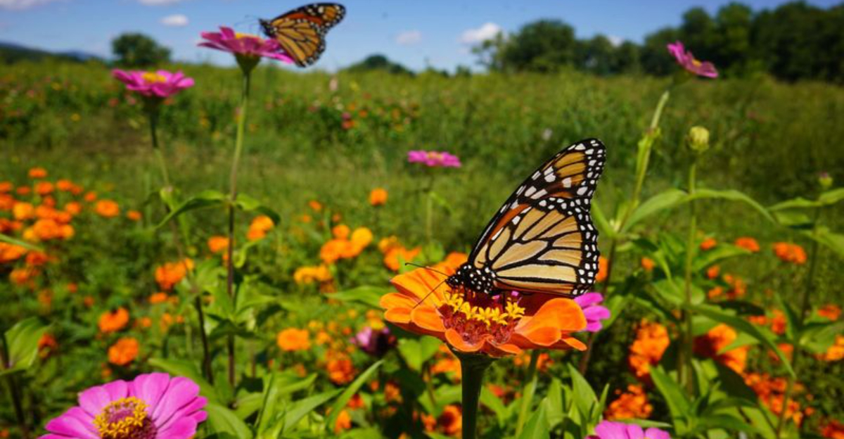 Grow Wildflowers To Attract Butterflies (Your Guide To Planting A Meadow)