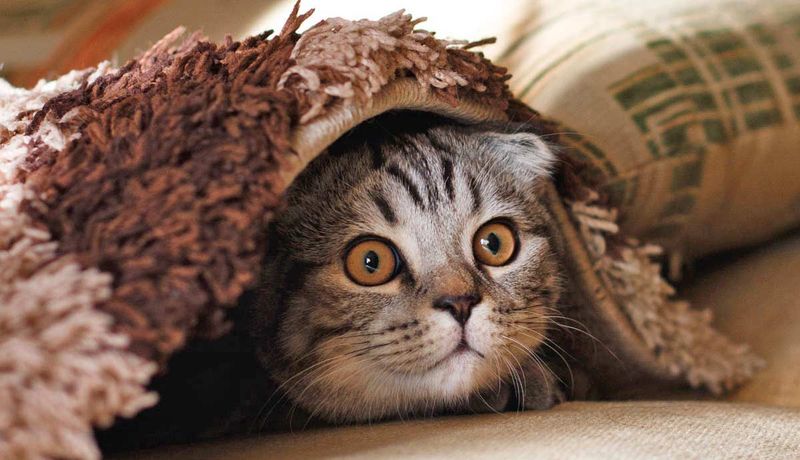 Lethargy And Hiding