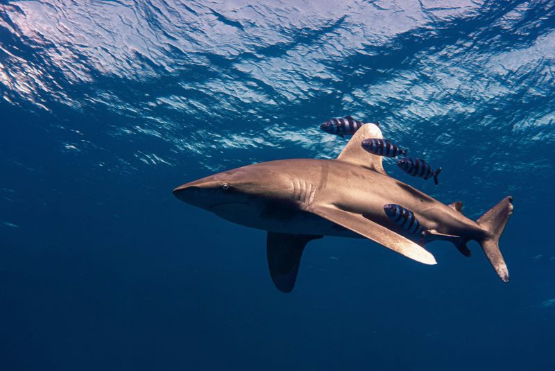 Buoyancy Benefits