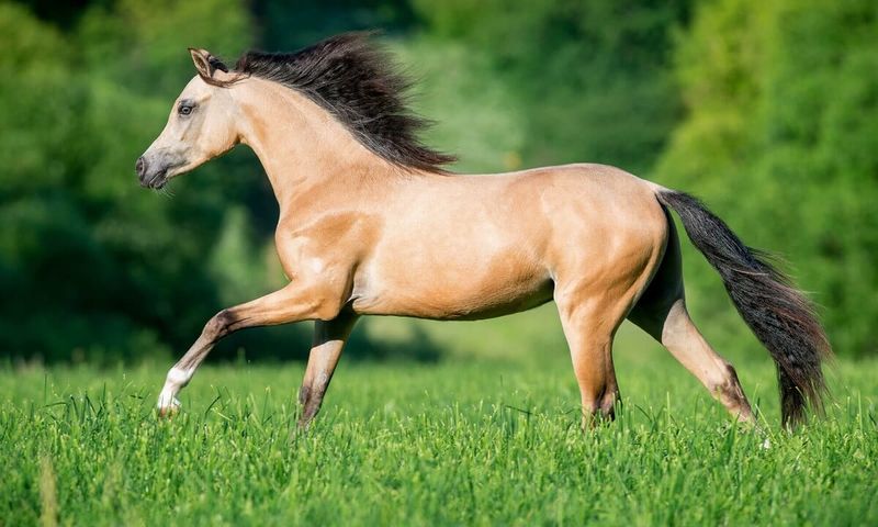 Buckskin