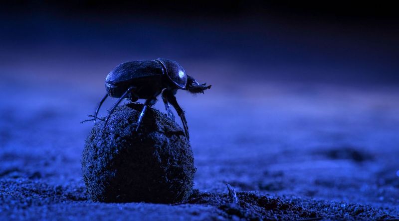 Dung Beetles' Celestial Navigation