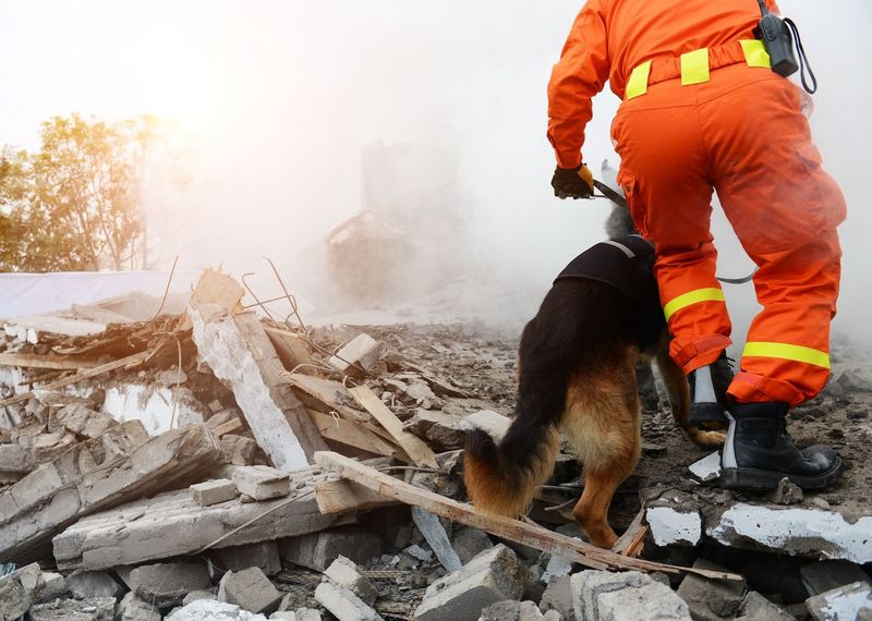 Search And Rescue Dogs (SAR)