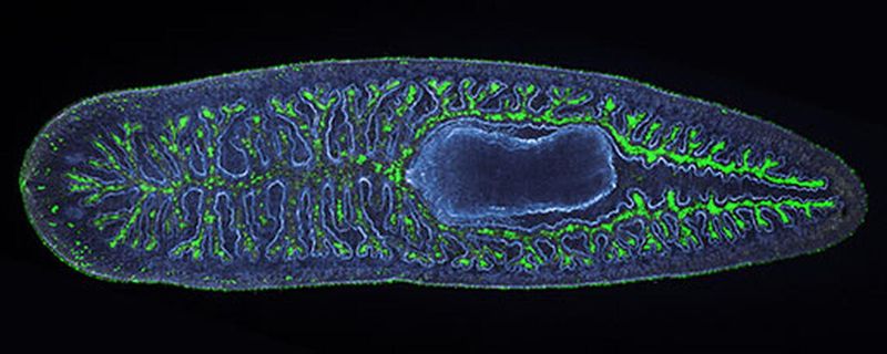 Flatworms: The Simplest Brains On Earth
