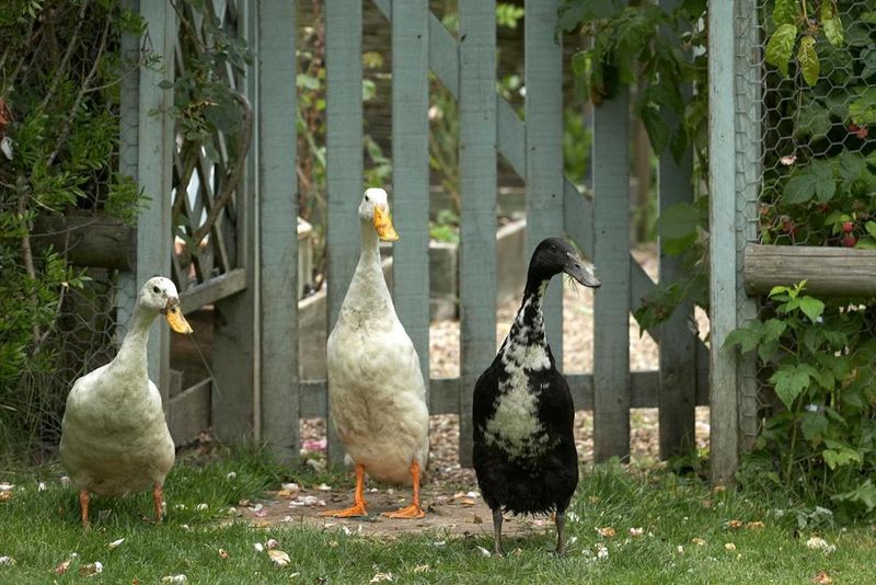 Ducks: Waddling Their Way Into Hearts