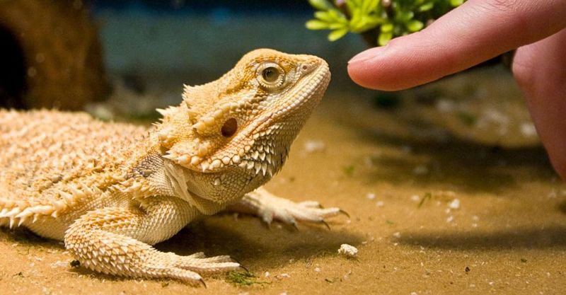 Bearded Dragons: Reptilian Companions With Personality